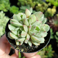 Echeveria 'Ben Badis' silk variegated CLUSTER (limit x1 per order)
