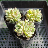 Echeveria 'Ben Badis' silk variegated CLUSTER (limit x1 per order)