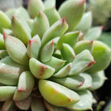 Echeveria 'Ben Badis' silk variegated CLUSTER (limit x1 per order)