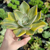 Graptoveria 'First Love' aka variegated G. 'Huth's Pink' (limit x1 per order)