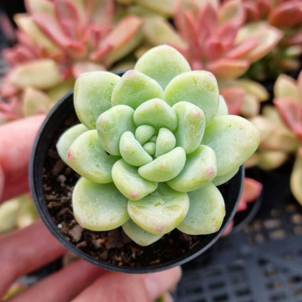 Sedum clavatum (50mm pot)