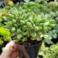 Crassula rogersii Silk Variegation