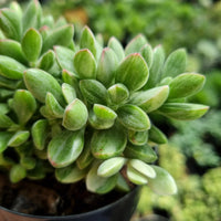 Crassula rogersii Silk Variegation