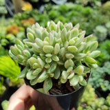 Crassula rogersii WHITE Silk Variegation