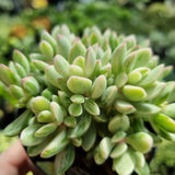 Crassula rogersii WHITE Silk Variegation