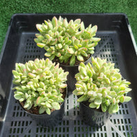 Crassula rogersii WHITE Silk Variegation