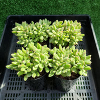 Crassula rogersii Silk Variegation