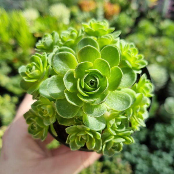 Greenovia dodrentalis variegated CLUSTER (limit x2 per order)