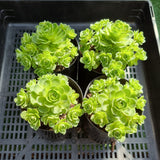 Greenovia dodrentalis variegated CLUSTER (limit x2 per order)