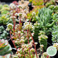 Crassula pubescens ssp. radicans (50mm pot)