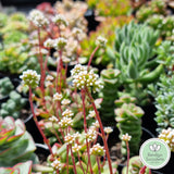 Crassula pubescens ssp. radicans