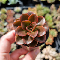 Echeveria 'Melaco' (50mm pot)