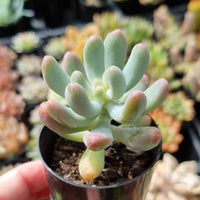 Sedum 'Koigokoro' (50mm pot)