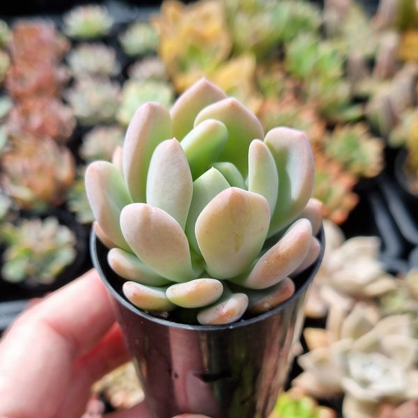 Pachyveria 'Scheideckeri' (50mm pot)