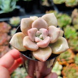 Graptoveria 'Mauve Accord' (50mm pot)