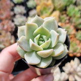 Graptoveria titubans (50mm pot)