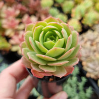 Sedeveria 'Green Rose' (50mm pot)