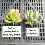 Sedum 'Koigokoro' (50mm pot)