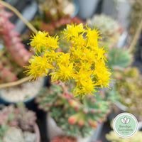 Sedum pachyphyllum 'Blue Jelly Beans' flower