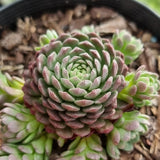 Rosularia platyphylla