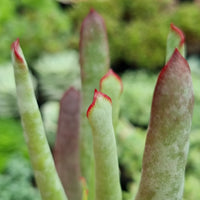 Cotyledon 'White Sprite'