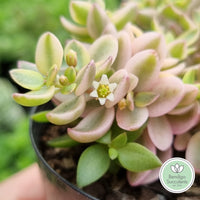 Crassula volkensii variegated flower