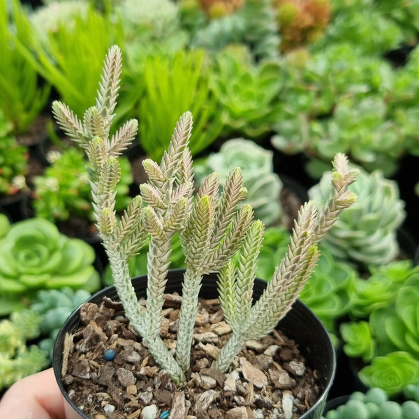 Crassula muscosa variegata (limit x1 per order)