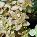 Crassula volkensii flower