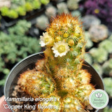Cacti Pack (50mm pots) x4