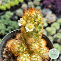 Mammillaria elongata 'Copper King' flower