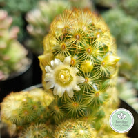 Mammillaria elongata flower