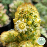 Mammillaria elongata flower