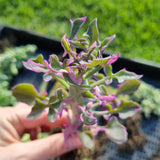 Senecio articulatus f. variegatus