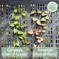 Ceropegia ‘Chain of Spades’ *different to chain of hearts * (limit x3 per order)