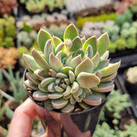 Graptoveria 'Wind of Change'