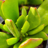 Cotyledon sp.