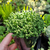 Sedum acre