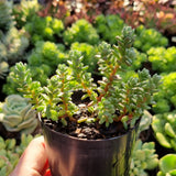 Sedum oaxacanum