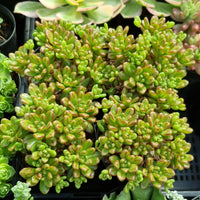 Aeonium sedifolium