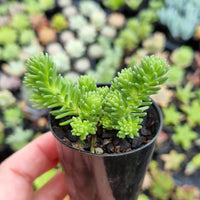 Sedum multiceps 'Miniature Joshua Tree' (50mm pot)