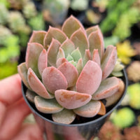 Sedeveria 'Purple Drop' (50mm pot)