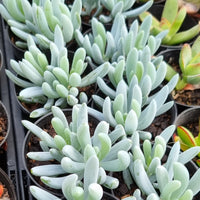 Senecio ‘Dwarf Blue Chalksticks’ (50mm pot)