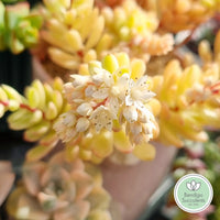 Sedum ‘Joyce Tulloch’ variegata (limit x2 per order)