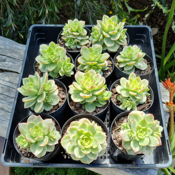 Sedeveria 'Rolly' variegated (limit x1 per order)