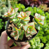 Crassula perforata giant form