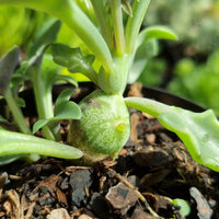 Senecio globosa