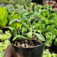 Senecio globosa