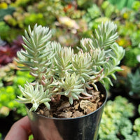 Sedum reflexum ‘Chameleon’