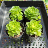 Greenovia ‘Green Rose Buds' (limit x1 per order)