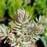 Sedum reflexum ‘Chameleon’